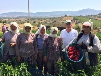 KIRMIZI BİBER - Kırmızı Biberde Hasat Zamanı