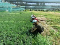 ÜNİVERSİTE ÖĞRENCİSİ - Orman Fidanlığına Üniversiteli Eller Değiyor