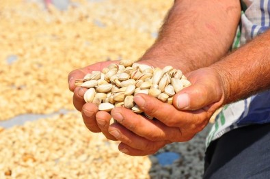 (Özel) Manisa'da Üretilen Antep Fıstığı Yüzleri Güldürdü