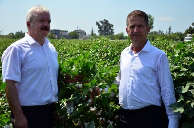 Pamuk Üreticisi En Az 1.25 Lira Destek Bekliyor