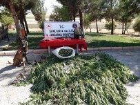Şanlıurfa'da 512 Kök Kenevir Ele Geçirildi