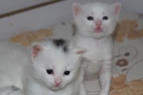 VAN KEDİSİ - Van Kedilerinin Başındaki 'Mühür' Şaşırtıyor
