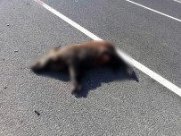 Aracın Çarptığı Yaban Domuzu Telef Oldu