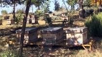 TARIM BAKANLIĞI - Arı Zehri Alternatif Gelir Kapısı Olacak