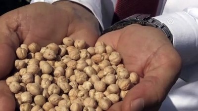 Artova'nın Yeni Gelir Kaynağı Nohut