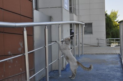 Davetsiz Misafire Tostçu Şefkati