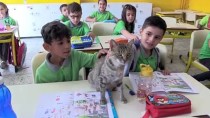 KAZANCı - Derslere Giren Kedi 'Tarçın' Teneffüslerde Yavrularıyla İlgileniyor