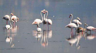 Flamingolar Kışı Geçirmek İçin Hersek'e Geldi
