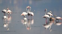 FLAMİNGO - Flamingolar Kışı Geçirmek İçin Hersek'e Geldi