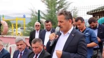 KUDRET KURNAZ - Samsun'da Kenevir Tohumu Hasadı Başladı
