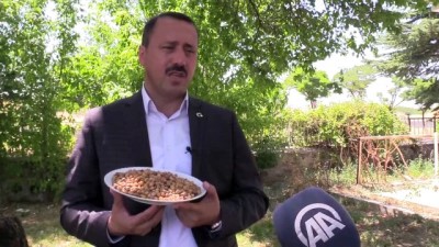 Tarladan Sofraya 'Ağın Leblebisi'nin Lezzet Yolculuğu