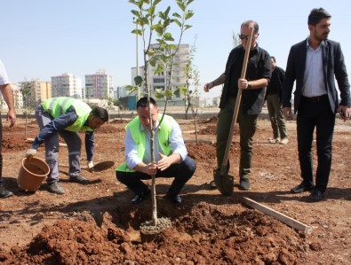 Türkiye'de Bir İlk Açıklaması Sitelere Meyve Ağacı Ekme Zorunluluğu Getiriliyor
