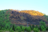 İŞ MAKİNESİ - Yangın Sonrası Manzara Yürekleri Burktu