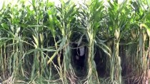 DOĞU ANADOLU - Yemlik Mısır Eken Çiftçinin Kazancı 4 Kat Arttı
