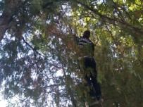 Ağaçta Mahsur Kalan Kediyi İtfaiye Kurtardı