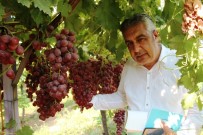 SERZENIŞ - Alaşehir'de 300 Üretici İyi Tarım Uygulamaları Yapıyor
