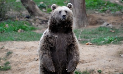 Ayılar Kış Uykusu İçin Enerji Depoluyor