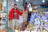 ALABALIK - Bu Senenin En Büyük Yayın Balığı Yakalandı