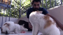 SEBZE HALİ - Hayvansever İmam, 6 Sokak Kedisine Sahip Çıktı