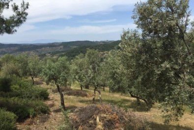 Milas Çiftçi Mallarını Koruma Başkanlığı Uyardı