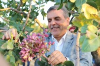 KıRKPıNAR - Şanlıurfa Ve Gaziantep Arasında Fıstık Krizi