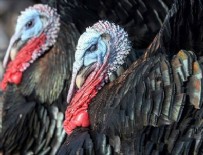 İTİRAF - Yargıtay 'hindi'yi küçükbaş hayvan saymadı