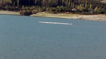 PELIKAN - Göç Yolundaki Pelikan Sürüsü İvriz Barajı'nda Mola Verdi
