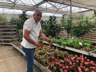 Kaktüslerin Özel Türleri Koleksiyonerlerin Dikkatini Çekiyor