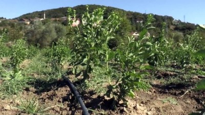 Stevia Bitkisi Yeni Gelir Kapısı Olacak