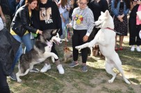 SOKAK KÖPEĞİ - Türkiye'nin İlk Evcil Hayvan Ve Yaşam Festivali ''Petival' Renkli Anlara Sahne Oldu
