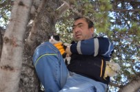 ÇAM AĞACI - Ağaçta Mahsur Kalan Yavru Kedi İtfaiye Ekiplerince Kurtarıldı