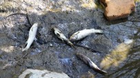 BALIK ÖLÜMÜ - Barajdaki Balık Ölümleri Balıkçıları Endişelendirdi