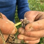 TRAKYA - Bilecik'te Engerek Yılanı Görüldü