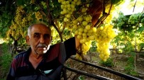 Ceviz Büyüklüğündeki Üzüm Taneleri Şaşırttı