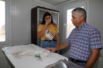 ALPARSLAN TÜRKEŞ - Kurtardığı Sokak Kedisini Sahiplendi