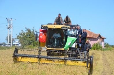 Protokol Çeltik Hasadında