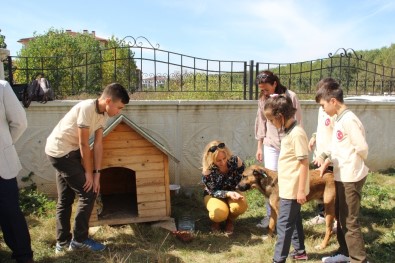 Sahipsiz Köpeklerin Yeni Yuvası Okul Oldu