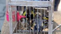 Saka Kuşu Yakalayanlara 9 Bin 800 Lira Para Cezası