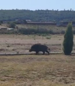 Aç Kalan Yaban Domuzu Petrol İstasyonuna Girdi