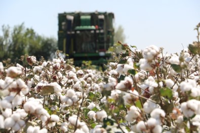 Beyaz Altında Rekoltede Düşüş Yaşanıyor