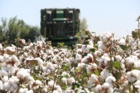 MıSıR - Beyaz Altında Rekoltede Düşüş Yaşanıyor