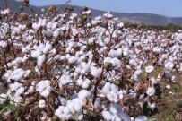 TİCARET ODASI - Beyaz Altının Hasadı Başladı