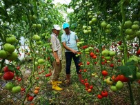 KİRA SÖZLEŞMESİ - Çiftçilere Yüzde 50 Hibeli Sera Desteği