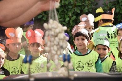 Çocuklar İlk Kez İpek Böceği Ve Koza İle Tanıştı