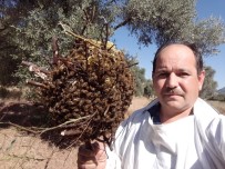 GIZEMLI - Firari Arılar, 3 Ay Sonra Bir Evin Bahçesinde Böyle Bulundu