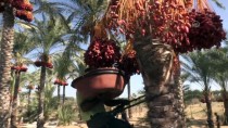 EKONOMIK KRIZ - Gazze'de Hurma Hasadı Başladı