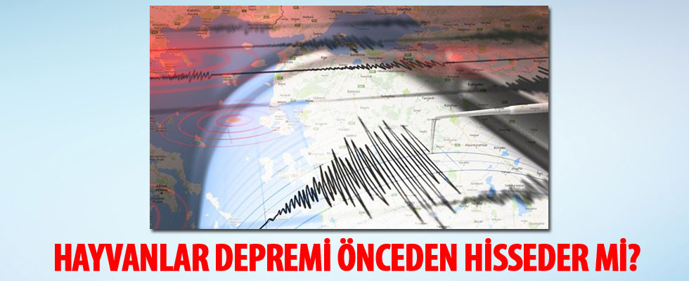 Hayvanlar depremi önceden hissedebilir mi? İşte bilimin yanıtı