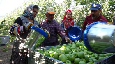 Isparta'da Elma Hasadı Başladı, Başkan Selçuk Hayati Bir Çağrı Yaptı