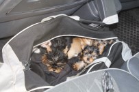 KÖPEK YAVRUSU - Kapıkule'de Yolcunun Çantasından 11 Köpek Yavrusu Çıktı