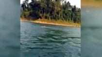 MALEZYA - Malezya'da Gölde Yüzen Fil Sosyal Medyanın İlgi Odağı Oldu